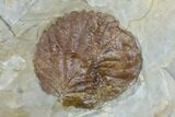 Two Fossil Leaves (Zizyphoides And Davidia) - Montana #115252-3